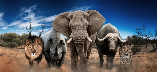 "South Africa Awaits: Download Your Travel Brochure Today"