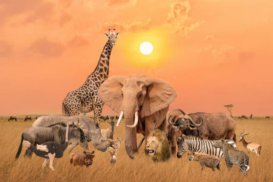 "South Africa Awaits: Download Your Travel Brochure Today"